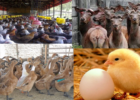 Peluang usaha ternak